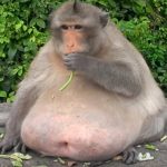 Thailand’s famous fat monkey sent to health camp to lose weight – fed junk food by tourists (video) (3)