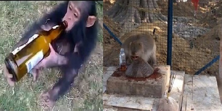 यहां बंदरों को शराब पिलाते हैं लोग, पूरी होती है मनोकामना