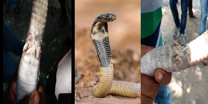 A snake species found having legs