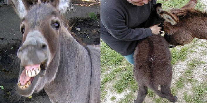 Man falls for a female donkey and people now ask him to marry her
