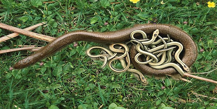 This snake gives birth to 15 baby snakes