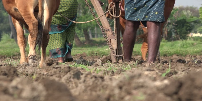 Women plough fields without wearing clothes here in bihar