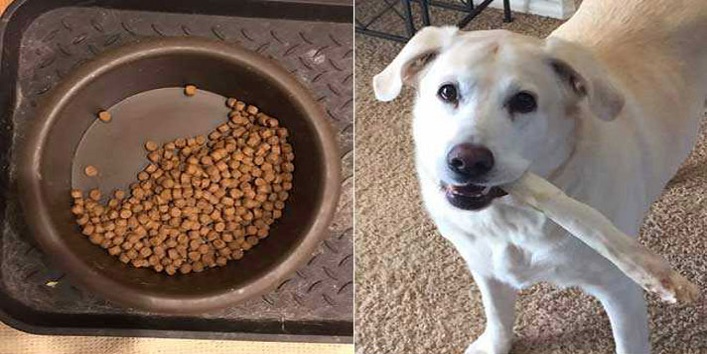 this dog leaves half food in the memories of his partner