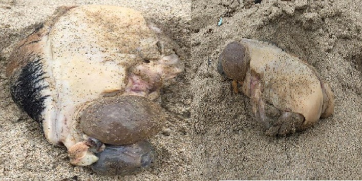 A mysterious creature found on the american sea shore