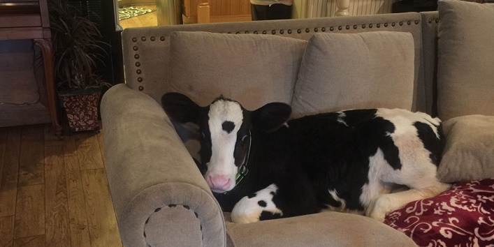 Cows and ox sleep in the bedrooms and watch tv here