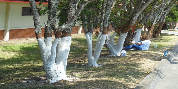 Here is why red and white colored strips formed on trees cover