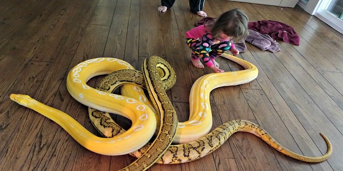 Snakes residing in human homes instead of their habitats