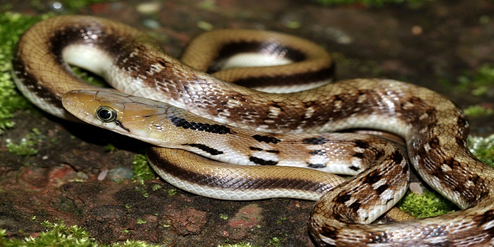 rare species of snake who changes colors found in india cover