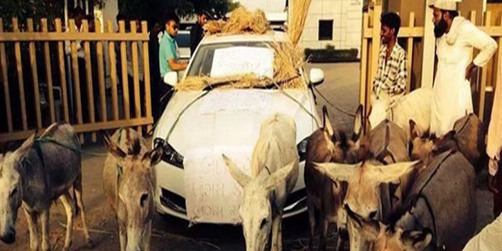 Donkeys caught stealing luxury cars and it disturbs police officials cover