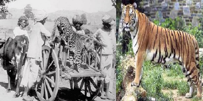When indians used to go preying with the help of leopards cover
