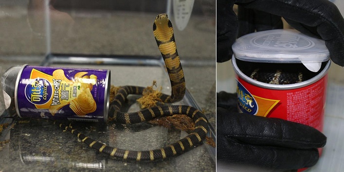 king cobra emerges out of the potato chips box cover