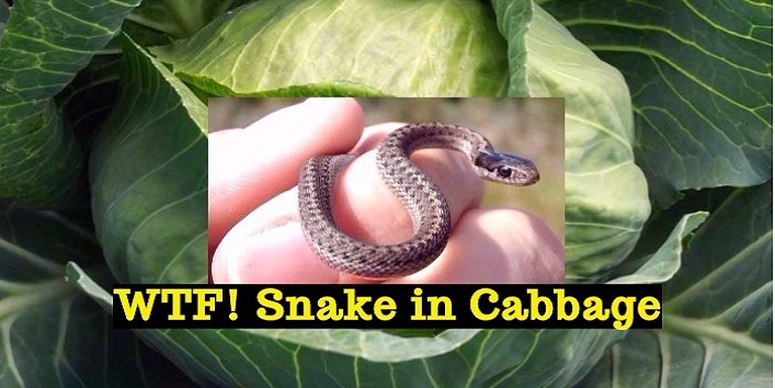mother and daughter eaten snake hidden in the cabbage cover