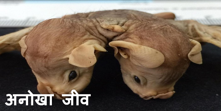 scientists found two headed weird creature cove