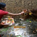 All the villagers feed a bread to the cows at this village content