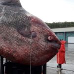 This fisherman caught this giant fish through net