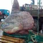 This fisherman caught this giant fish through net content