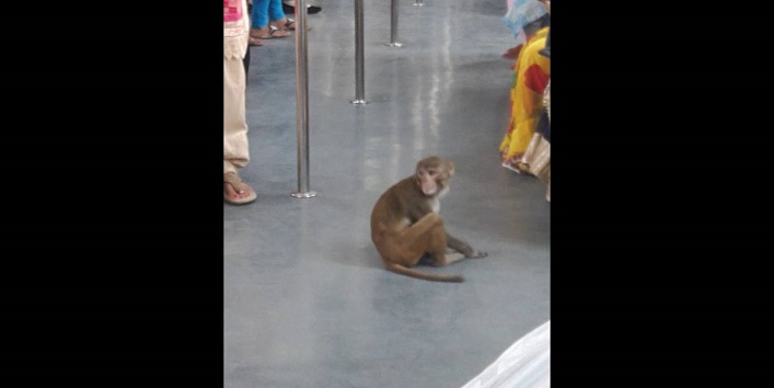 a monkey travels in delhi metro cover
