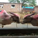 bull considered to be as a family member and his last rites done accordingly