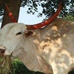 bull considered to be as a family member and his last rites done accordingly cover