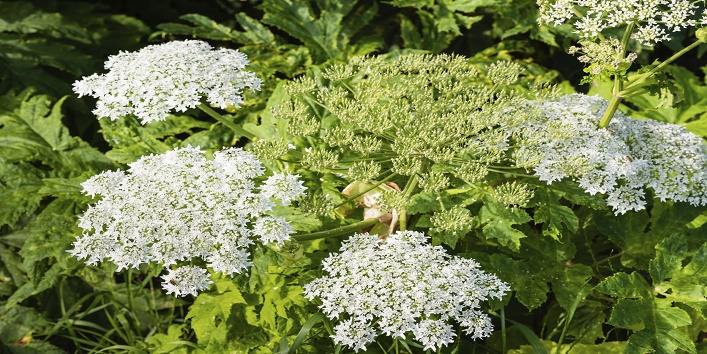 people may lose their life even by touching this toxic plant named hogweed cover