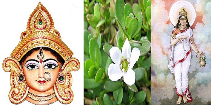 this medicine considered as goddess brahmacharini cover
