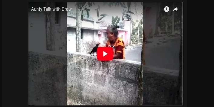 this woman talks to crows and video goes viral cover