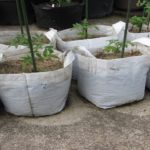 Kishnappa Gowda turned his terrace into a rice paddy content