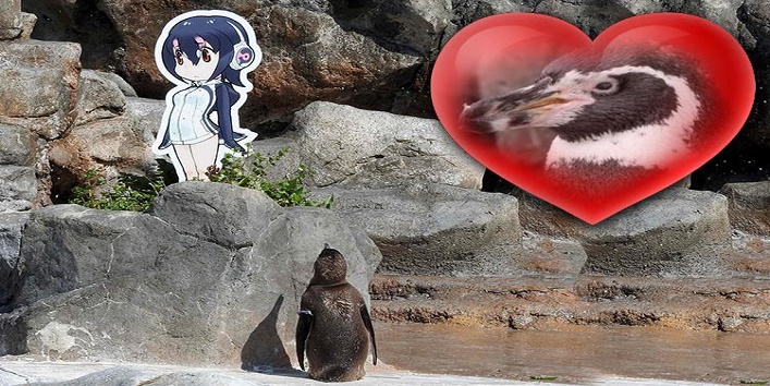 Penguin from a zoo fell in love and died because of separation cover