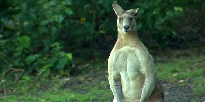 This kangaroo has created model type body, people are surprised to see cover