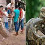 this man Robert Nababan fights with a 23 foot long python in indonesia