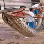 this man Robert Nababan fights with a 23 foot long python in indonesia content