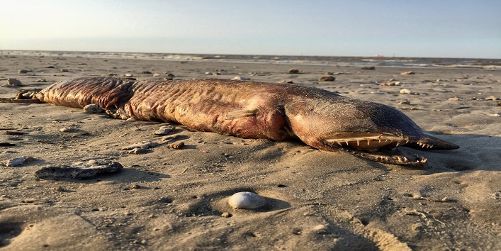 this weird creature found on the sea shore haunts people cover