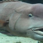 this weird fish resembles human