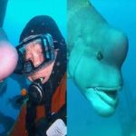 this weird fish resembles human cover