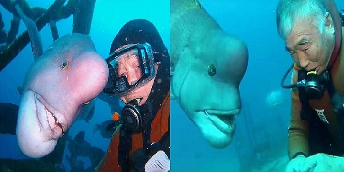 this weird fish resembles human cover