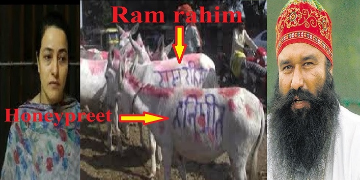 pair of donkeys named after honeypreet and ram raheem sold in 11000 rupees cover