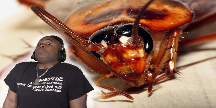 Carrying the cockroach on a plane in Hawaii, controlled by security at airport cover