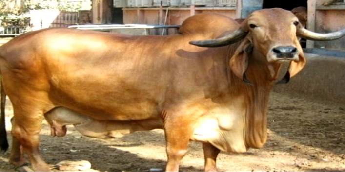 Know about the amazing cow which requires 4 men to collect milk cover