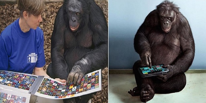 This amazing chimpanzee makes his own food and uses smartphones cover