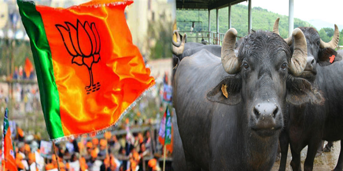 politicians from uttar pradesh lose their buffaloes in theft incidents cover