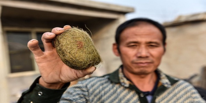 Farmer To Get 4m For Pig Gallstone