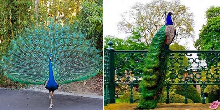 Know about vasania village where the populations of peacocks is more than that of people cover