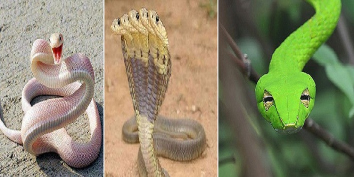 Know about world's most dangerous snakes cover