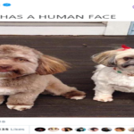 dog 3
