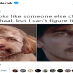 dog 4