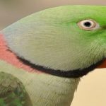 parrot 1