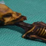 skeleton 2