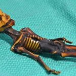 skeleton cover