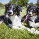 Dogs 1
