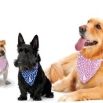 Dogs cover